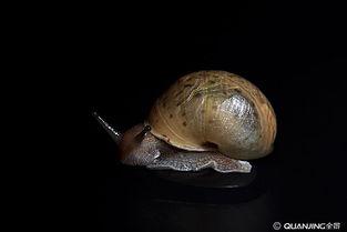 国产蜗牛视频,穿越时空的奇幻冒险之旅