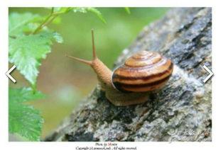 国产蜗牛视频,穿越时空的奇幻冒险之旅