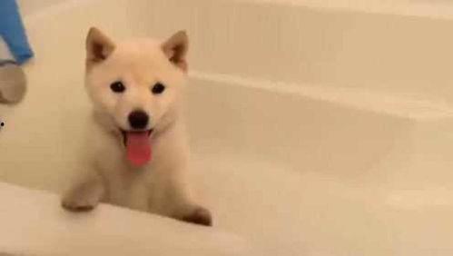 国产柴犬视频大全,视频大全带你领略犬界萌宠风采