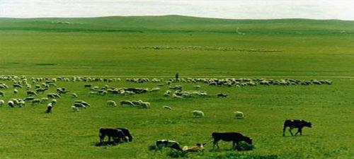 青草视频国国产