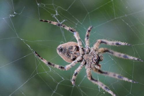 国产剧蜘蛛视频播放,国产剧播放量飙升，热门剧集盘点
