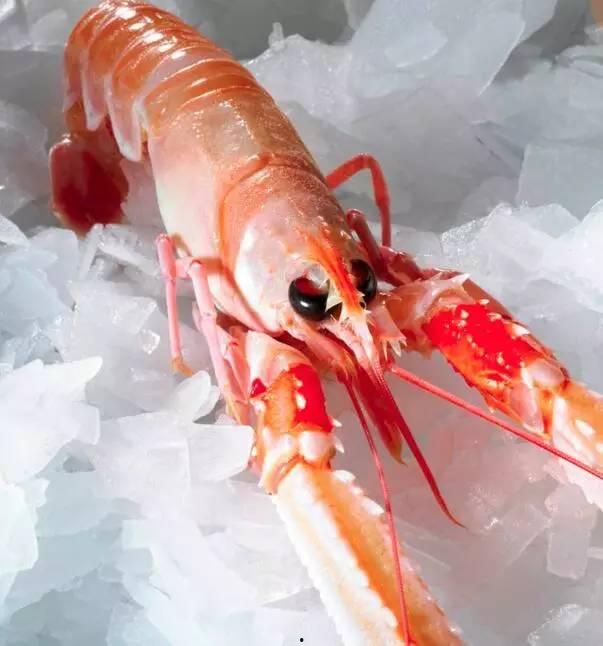 国产海鳌虾捕捞过程视频