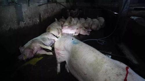 猪在船上视频在线观看国产,国产生态养殖新视角  第2张