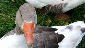 国产精品老鸭视频,回味无穷的美食之旅