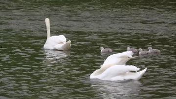 国产精品老鸭视频,回味无穷的美食之旅  第2张